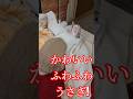ウサギが洗濯を手伝ってくれるって知ってた? #もふ #モフ #うさぎ #かわいい #可愛い #ペット #動物 #fyp #viralvideo #shorts #cute #bunny #rabbit