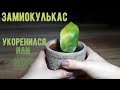 Замиокулькас// Результаты укоренения листом// Пересадка