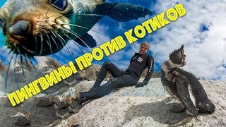 Пингвины и морские котики: кто милашечнее? Африка. ЮАР. Намибия.