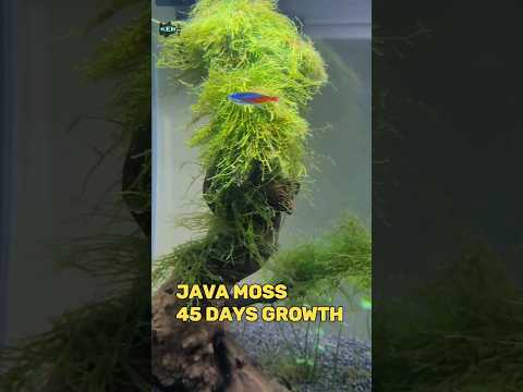 Video: Plantarea acvariului cu mușchi Java