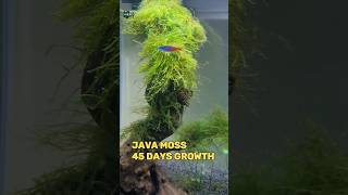 Java Moss 45 Days Growth #shorts #aquarium #javamoss #plantedaquarium @kenaqua