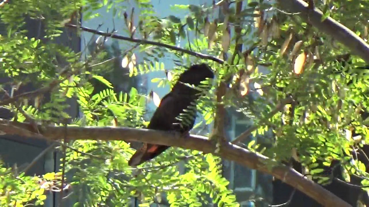 Black Cockatoo YouTube