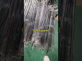 220v 240v 2500w 1500w 1000w 500w R7s Clear Halogen Ir Lamp Infrared Heating Lamp For Screen Printing