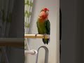 コザクラインコ:キウイ11才の日常🌈 毛繕い、甘え、リモコンかじる #小桜インコ #放鳥 #shorts