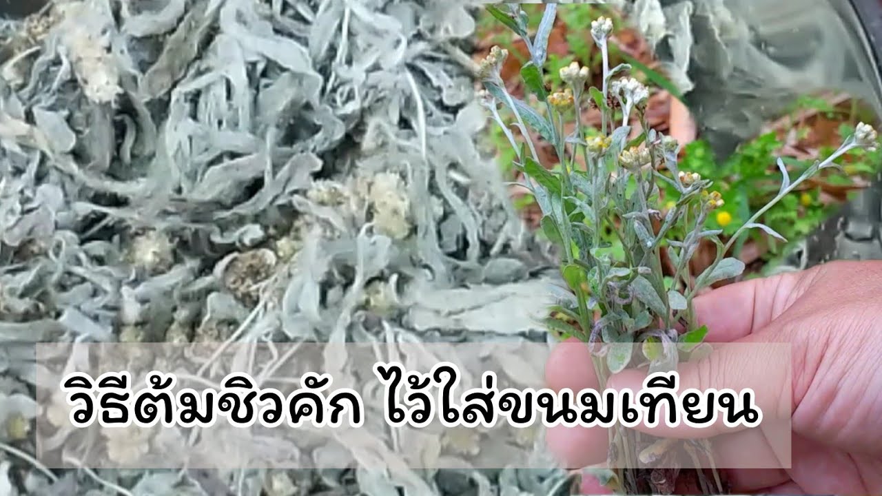 วิธีทำหญ้าชิวคักใส่ขนมเทียน