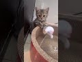 【#shorts】ねずみを捕まえられなかった時の子猫が可愛すぎる 【キュン死注意】