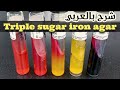 Triple Sugar Iron Agar TSI Klinger Iron Agar KIA شرح بالعربي 