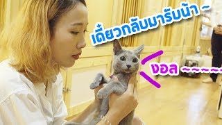 โรงแรมแมวที่ใหญ่ที่สุดในประเทศ!?