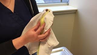 How to give oral medications to a 'Small' Parrot (under 200g)