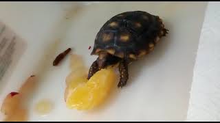 A Mini tartaruga se alimentando já viram?
