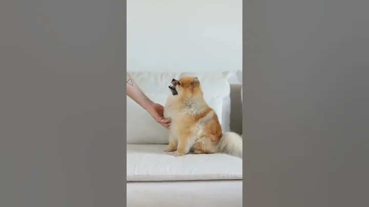 smart dog 🐶#shorts