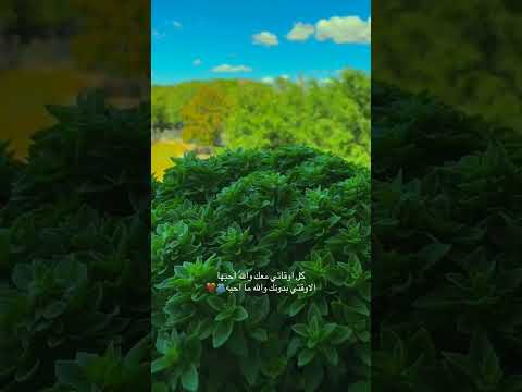 حبيبي ويانظر عيني ياأحلى ايامي وسنيني