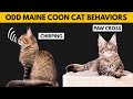 5 Odd Maine Coon Cat Behaviors Explained