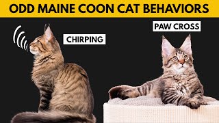 5 Odd Maine Coon Cat Behaviors Explained