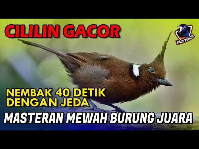 CILILIN GACOR Nembak 40 Detik Dengan Jeda II Masteran BURUNG CILILIN Juara class=