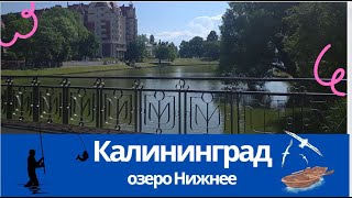 Куда пойти в Калининграде.  Нижнее Озеро-это Природа и Релакс