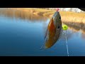 LOTS OF BLUEGILL and a CATFISH!!