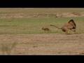 Lion and Jackal Encounter in the Kalahari (Khalagadi)
