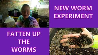 COMPOST WORM EXPERIMENT FATTEN THEM UP!!