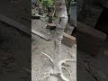 Ficus under training #bonsai #ficus #ficusrumphii