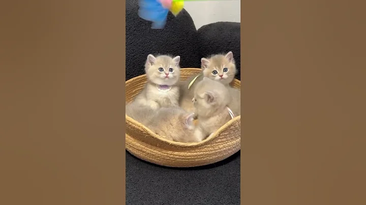 Video 11864501: catlover cats kittycat, funnycats catlove kittycat, kitty catlover funnycats, kitty catlover cats funny, cat kitten cute funny