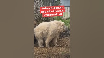 Yo despues de pasar todo el fin de semana programando #memesprogramacion #dev #memes #developer