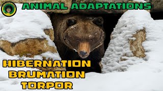 What is Hibernation? || Animal Adaptations || Animal Facts