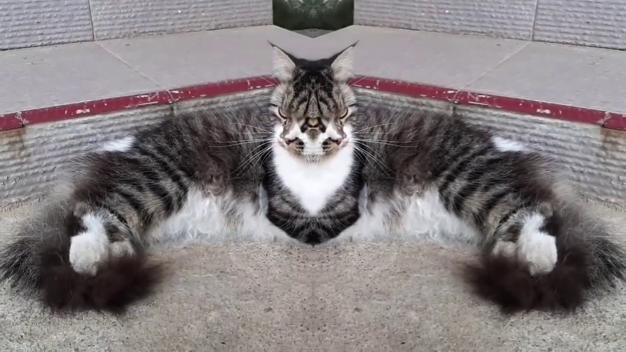 KUCING LUCU // KUCING JENIS APAKAH.? 