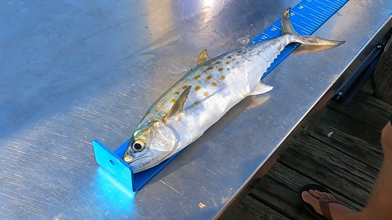 Day 5 Leaderboard update 1st annual Jolly Dolphin Spanish Mackerel