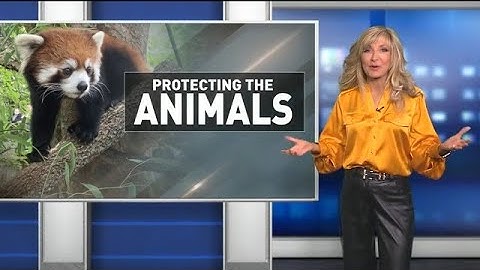 Human to Animal Virus Spread