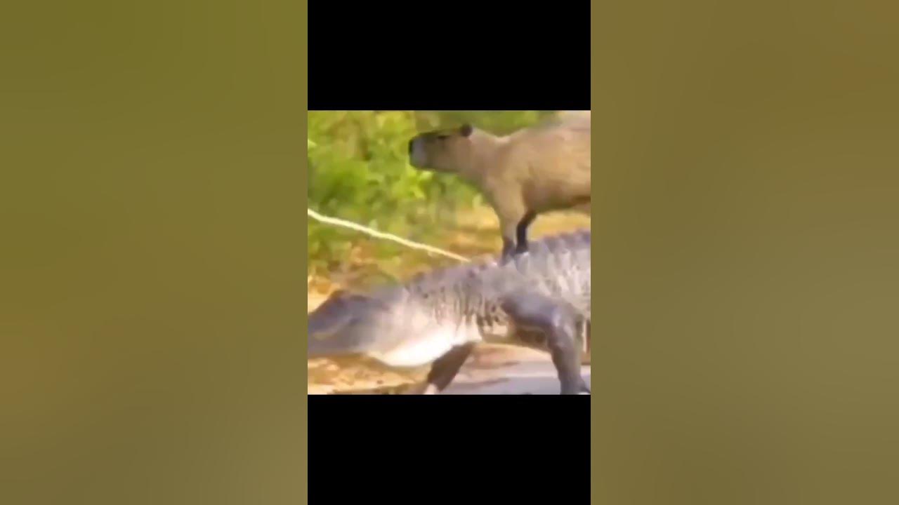 Capybara Ride A Crocodile ( Best Friends to Everyone ) - YouTube