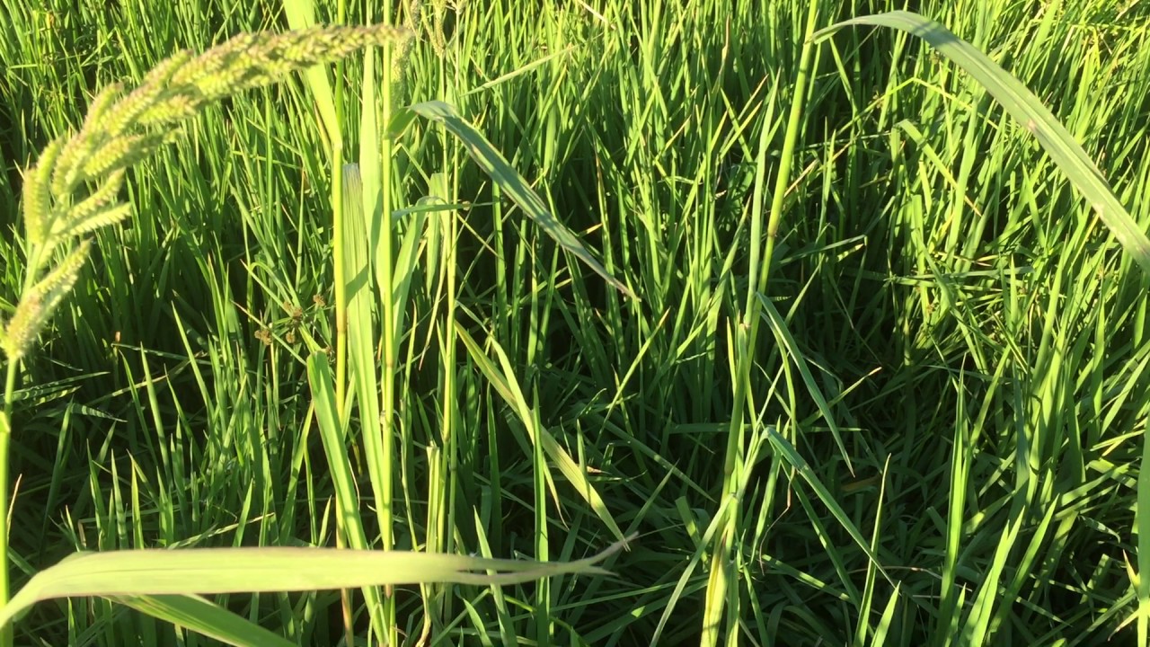 Australasian Bittern nest in a rice field near Murrami, NSW 