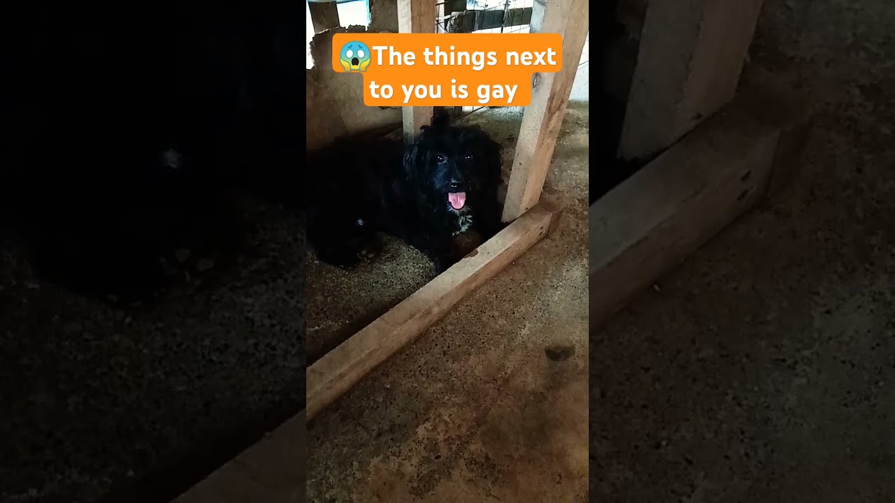  Trend The Things Next To You Is Gay