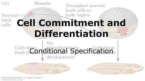 Cell Commitment and Differentiation in Development: Conditional Specification