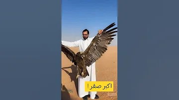اكبر صقر في التاريخ اكسبلور صقور صقر 