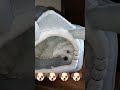 Bosabos in the house  viral trending pleasesubscribe cute maltese dogshorts dog doglover