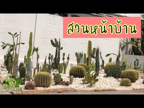สวนกระบองเพชร กลางแจ้ง หน้าบ้าน | My outdoor cactus garden | MookCactus