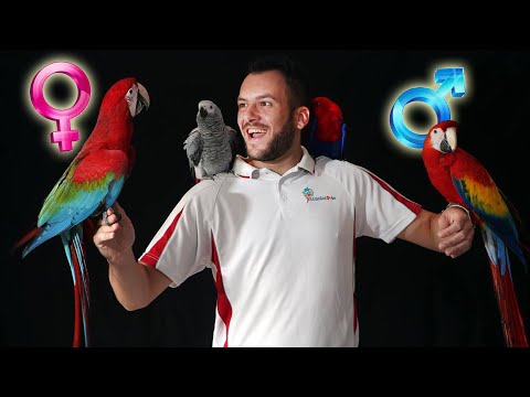 Βίντεο: 3 τρόποι για να χειριστείτε τον παπαγάλο Caique σας