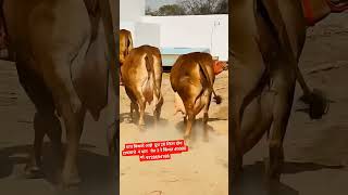 गाय बिकाऊ है 🐄🐄संपर्क 9728694188दूध - 20+ लीटर ,कीमत 40000होम डिलिवरी उपलब्ध ह