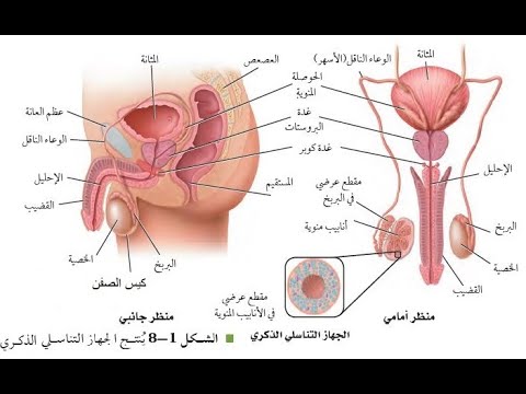 جهاز التكاثر في الانسان الجزء الأول