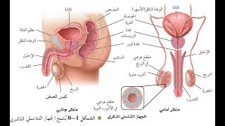 جهاز التكاثر في الانسان الجزء الأول