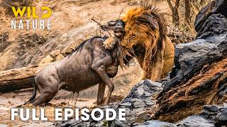 Serengeti (Full Episode) | Survival Showdown In Deadliest Great Migration | nature documentary Serengeti (Full Episode) | Survival Showdown In Deadliest Great Migration | nature documentary