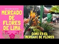 Mercado de flores de Lima, Perú | Mercado de Flores de Acho, Piedra Liza | Peruvian Flower Market