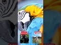 Active Soundbath Music - Wild Animals - Full video tonight #focusmusic #relaxingmusic #animalshorts