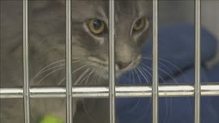 Pandemic pet boom has veterinarians busier than ever