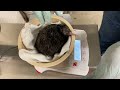 Kiwi Chick Hatched March 13, 2022, at the Smithsonian Conservation Biology Institute