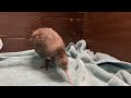 Kiwi Chick Hatched March 13, 2022, at the Smithsonian Conservation Biology Institute