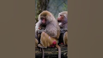 قران كريم اجر لي ولكم #اذكر_الله #استغفر_الله #الحمدلله #الله #راحة_نفسية #سبحان_الله