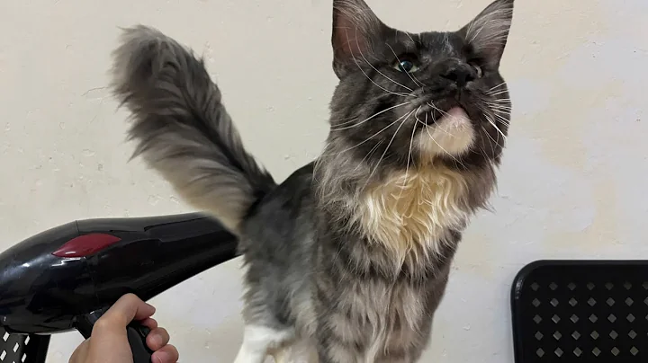 Video 11323631: bathing maine coon, fluffy maine coon cat, giant maine coon, first maine coon