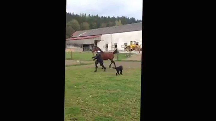 Flaquita :Training an der Hand mit Ralf Kornprobst